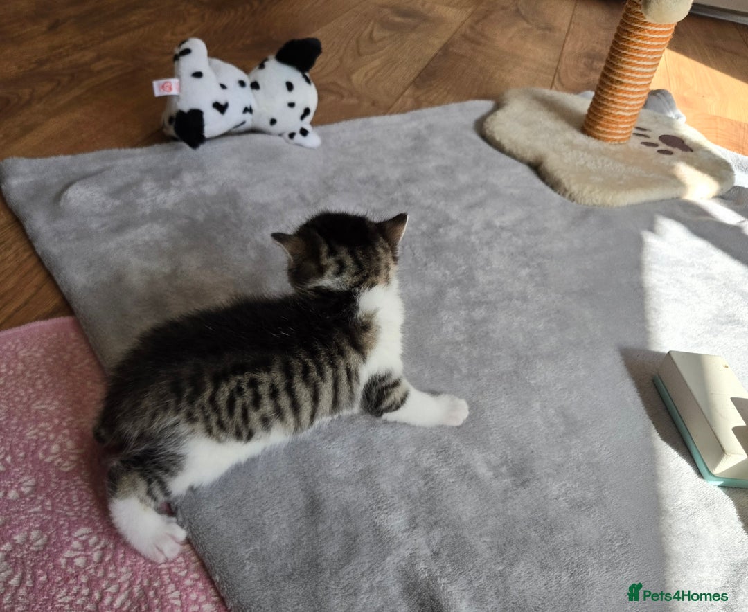 Mixed Breed cats for sale: Beautiful fluffy ginger kittens - Image 5