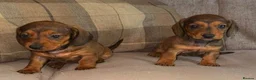 Dachshund dogs for sale: Stunning mini dachshund puppies! - Advert 17