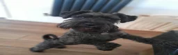 Miniature Schnauzer dogs for sale: Black Mini Schnauzer Litter  - Advert 15