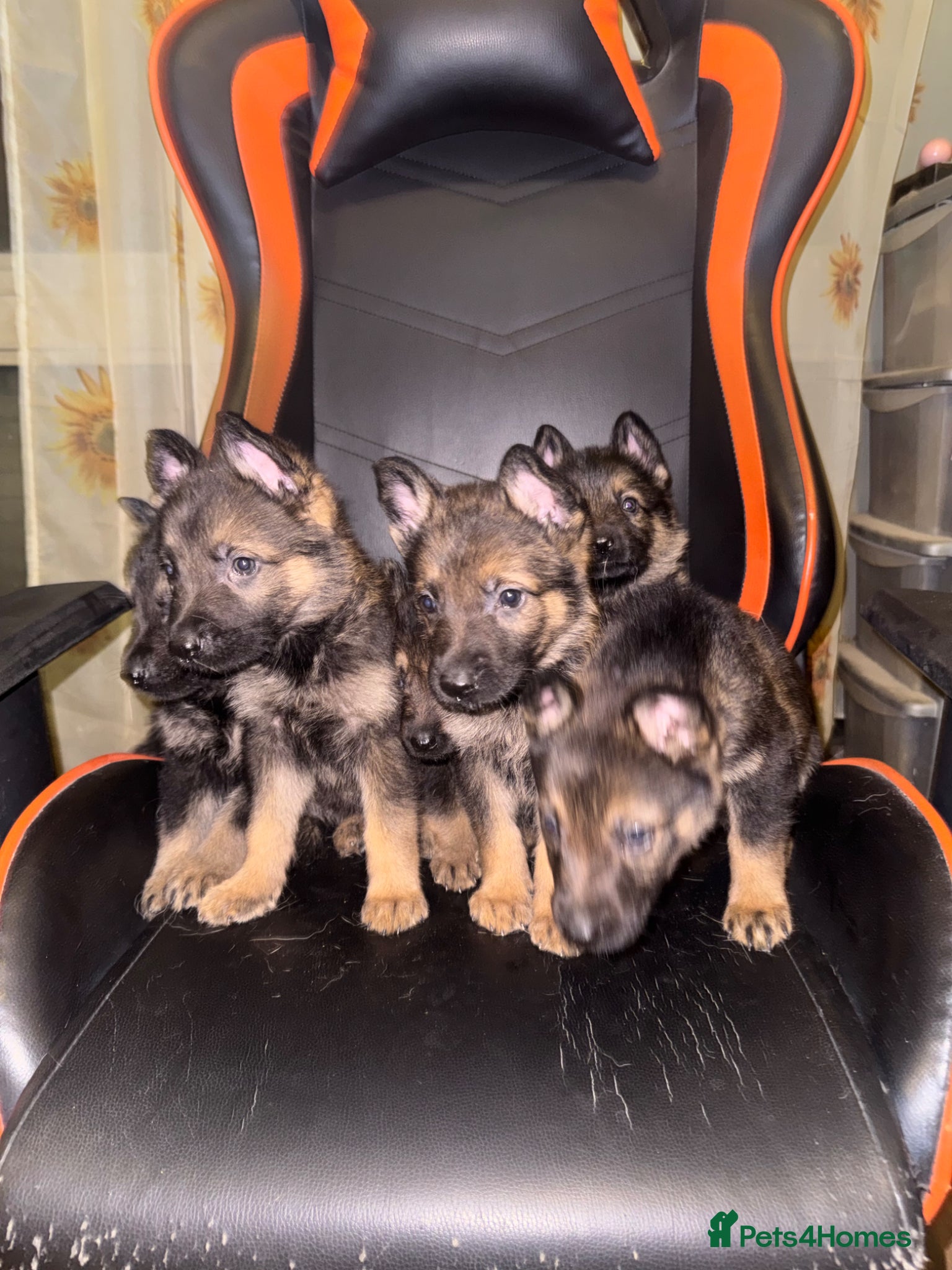 German Shepherd dogs GSD PUPPIES READY TO LEAVE 11.04.2026 -£600  - Advert 1