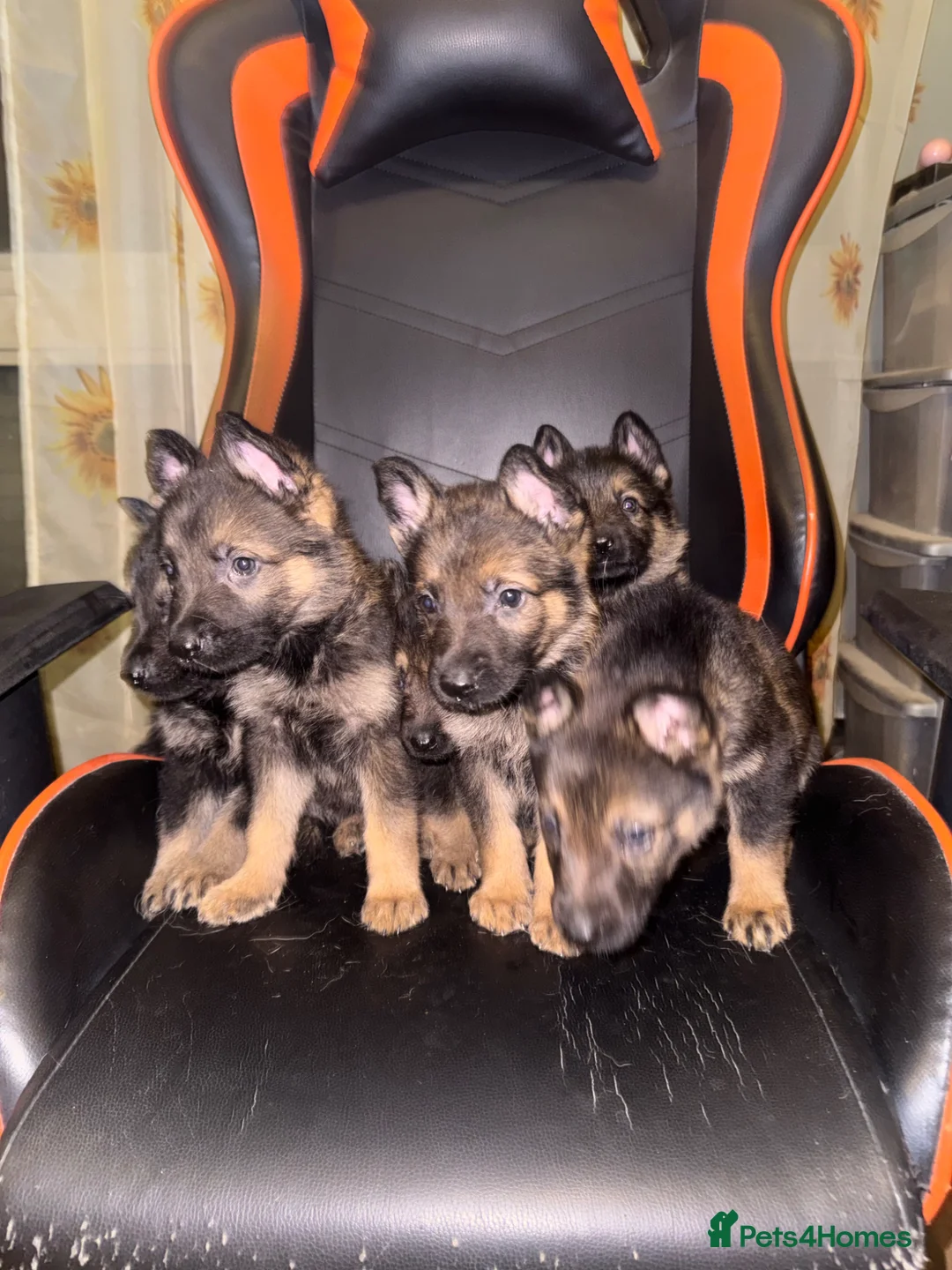 German Shepherd dogs for sale: GSD PUPPIES READY TO LEAVE 11.04.2026 -£600  - Advert 1