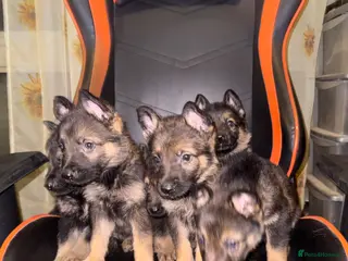 German Shepherd dogs GSD PUPPIES READY TO LEAVE 11.04.2026 -£600 - Advert 1