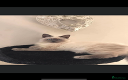Mixed Breed cats for sale: Ragdoll x maincoon kittens available now - Image 14