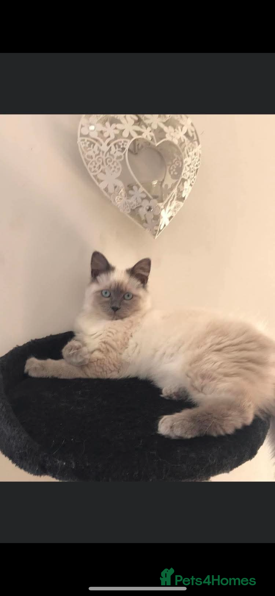 Mixed Breed cats for sale: Ragdoll x maincoon kittens available now - Image 14