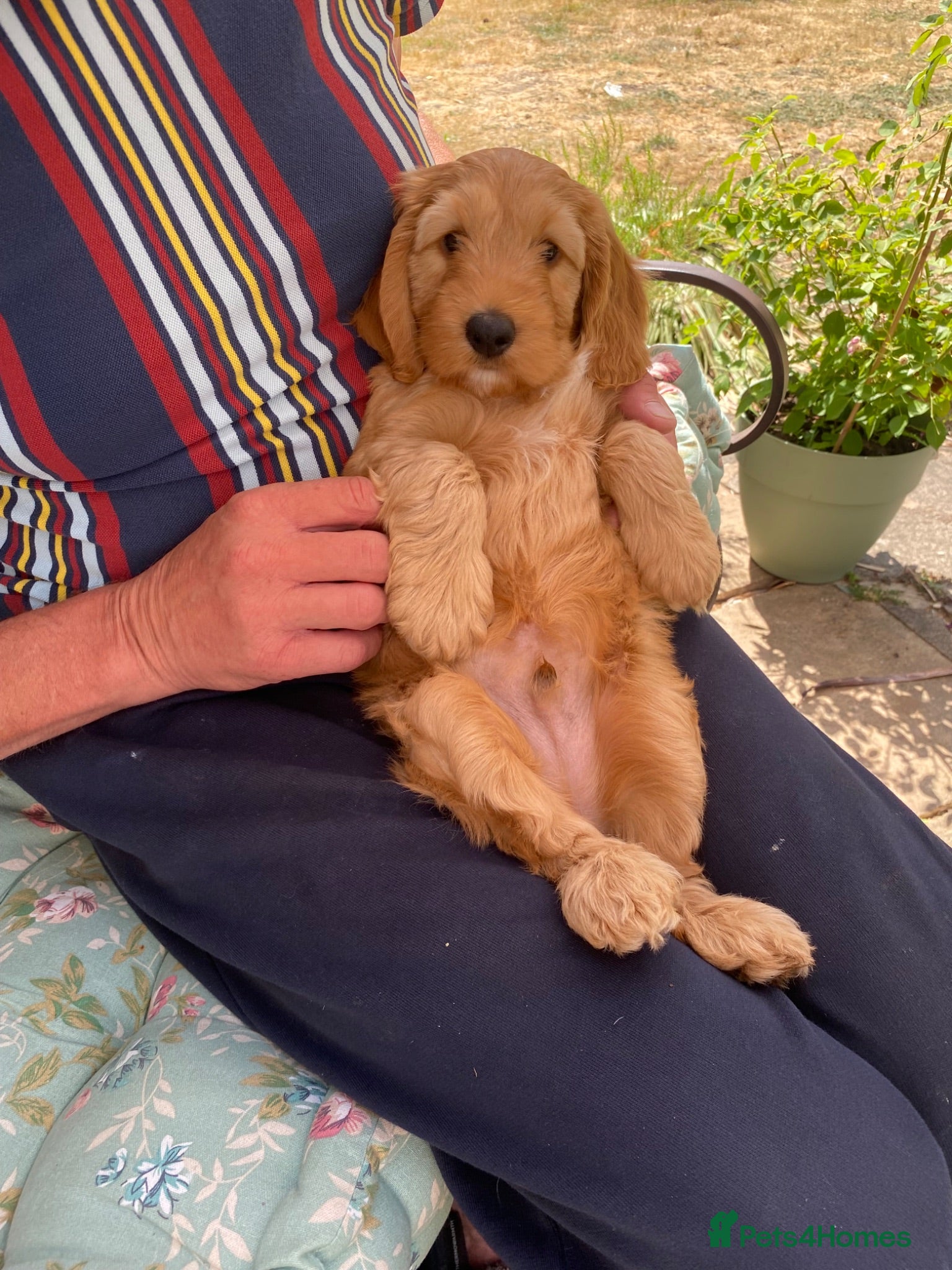 Cockapoo dogs Cockapoo pup one cuddly gentle male 9 weeks  - Advert 2