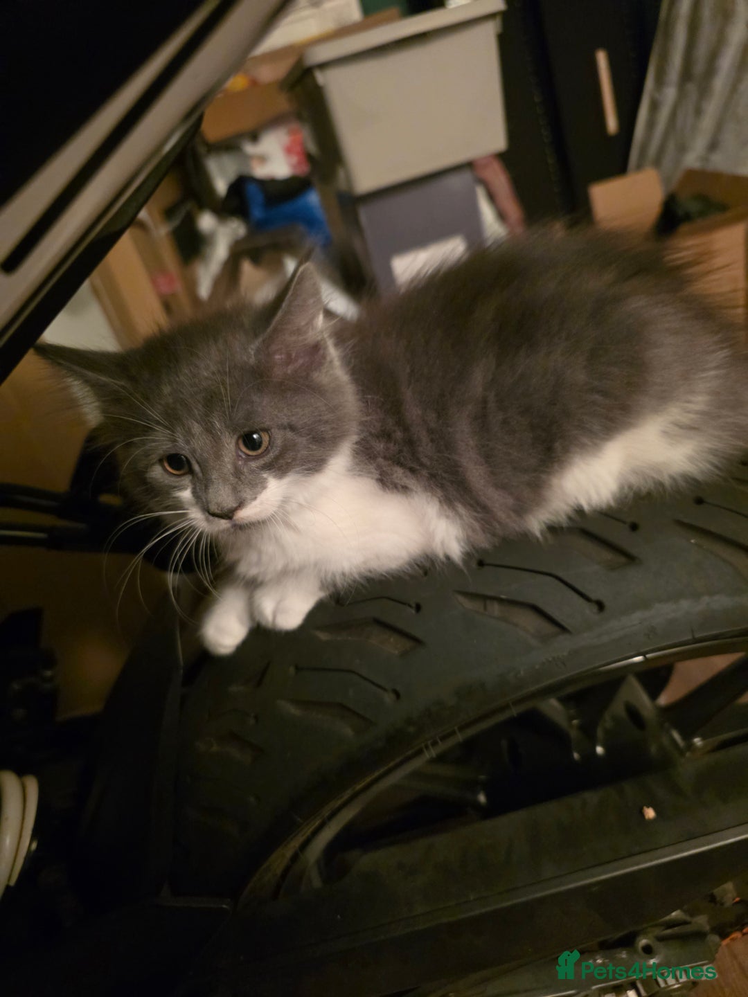 Maine Coon cats for sale: Mix Maine Cone kittens  - Image 3