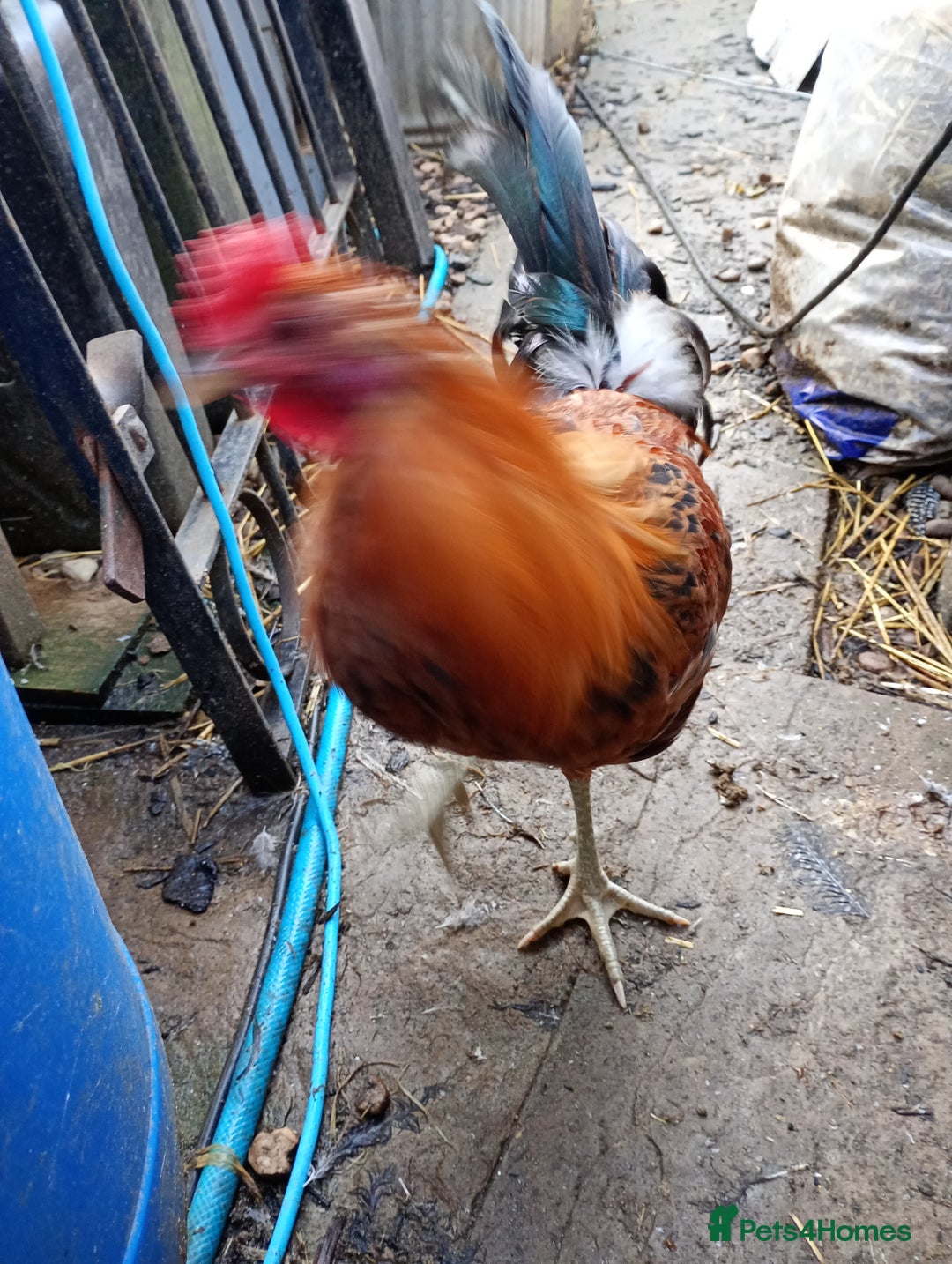 Chickens poultry for sale: 12week old Sicillian buttercup Cockrell  - Image 3