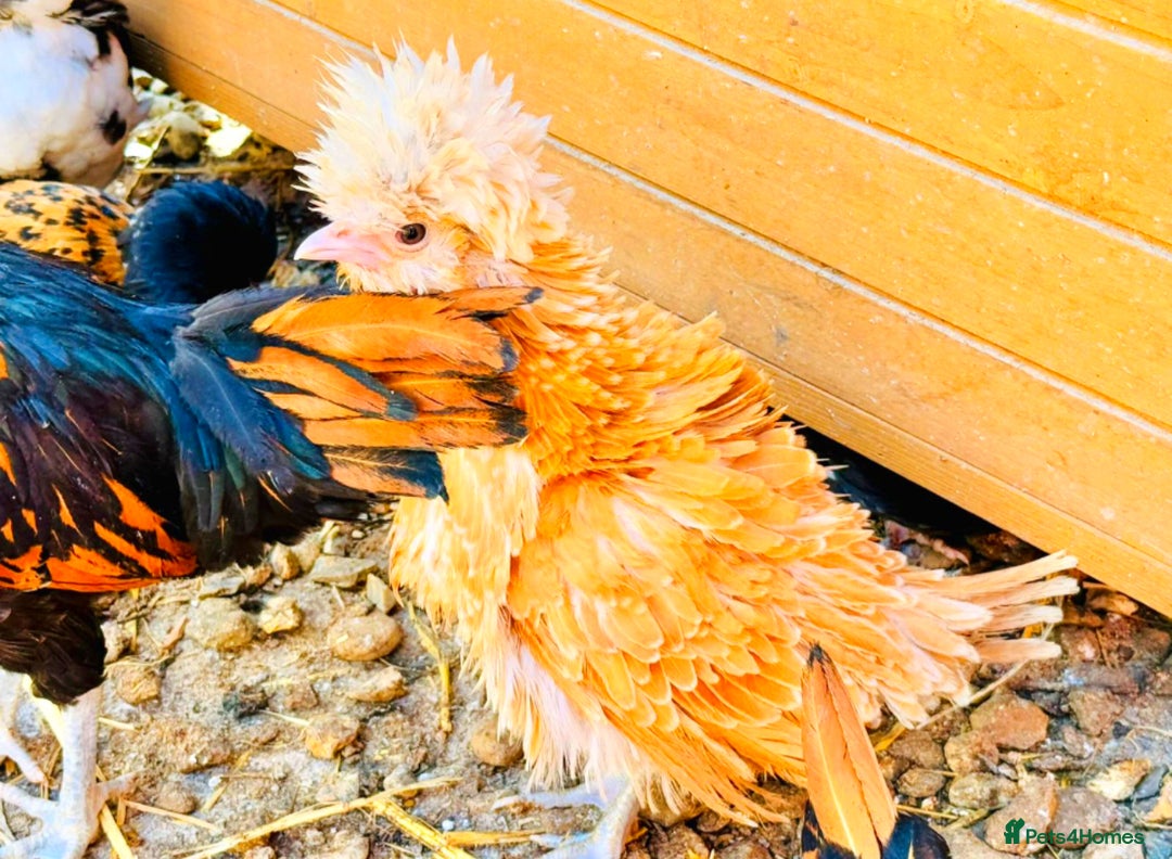 Chickens poultry for sale: Beautiful Polish Chivkens - Smooth & Frizzle! - Image 8