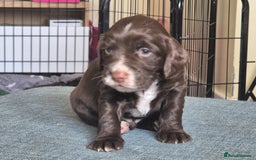 Cocker Spaniel dogs for sale: Working cocker spaniel puppies - Image 13