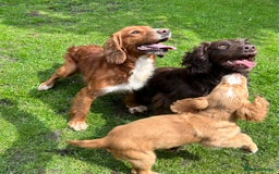 Sprocker dogs for sale: Sprocker puppies mixed litter  - Image 7