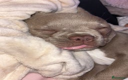 French Bulldog dogs for sale: 7.5 month old French bull dog - Image 1