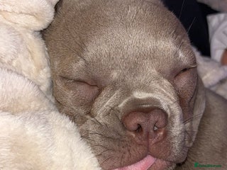 French Bulldog dogs for sale - Advert 1