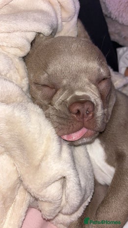 French Bulldog dogs - Advert 3