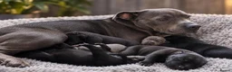 Staffordshire Bull Terrier dogs for sale: KC REG KASSIUS PUPS - Advert 4