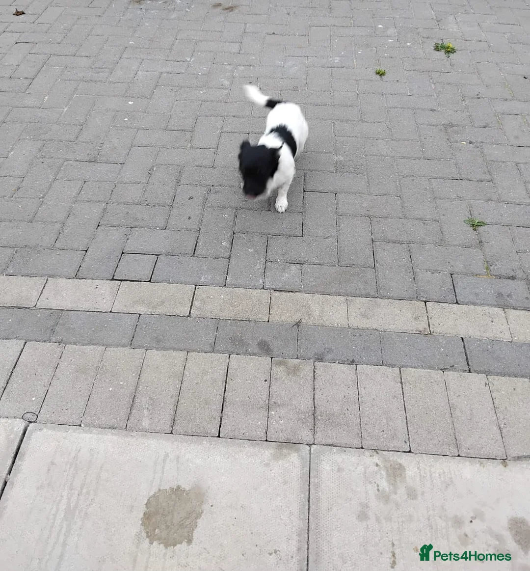 Jack Russell dogs for sale: Jackrussle in Wigan - Advert 4