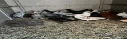 Chickens poultry for sale: Mixed pullets  - Advert 5