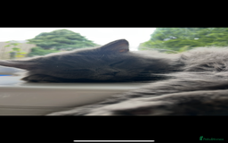 British Longhair cats for sale: Male British longhair - Advert 2