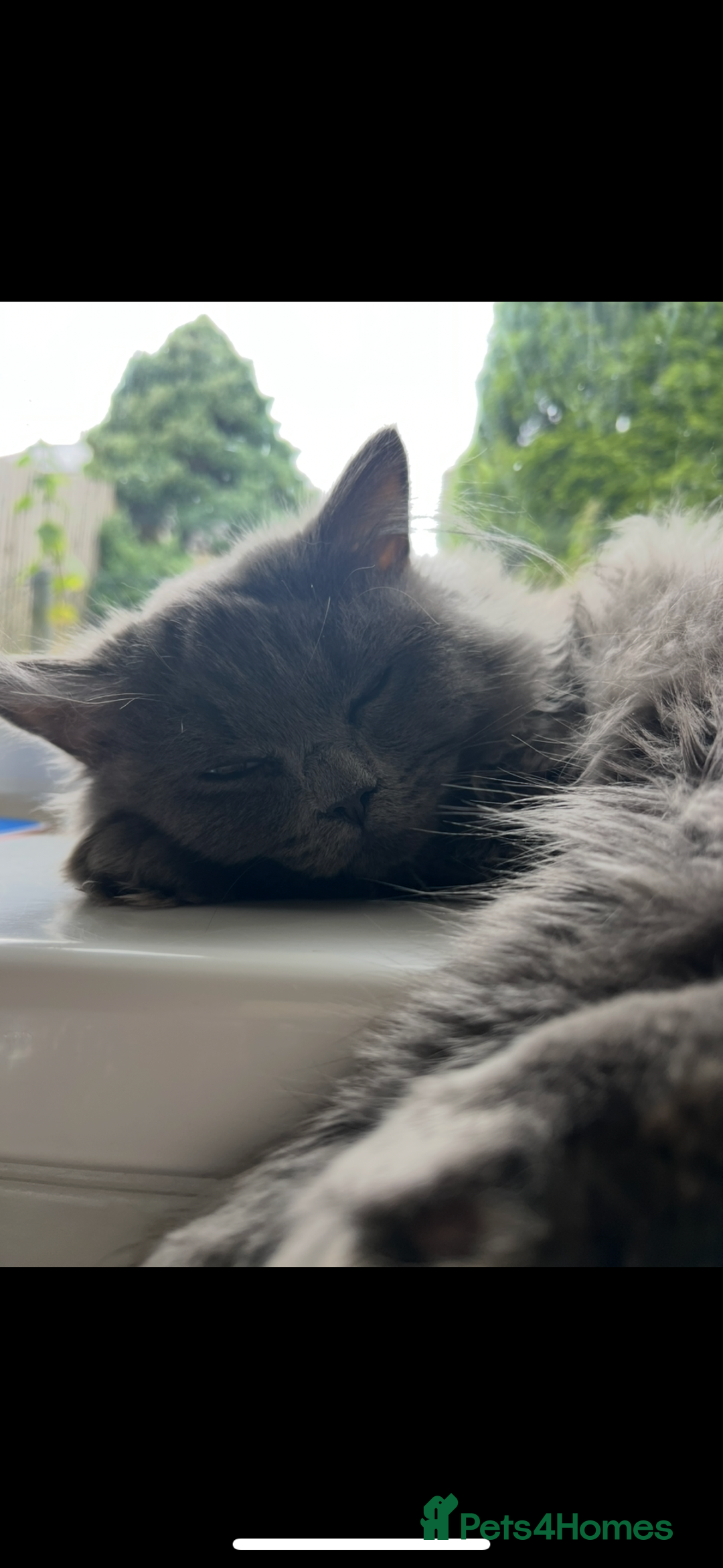 British Longhair cats for sale: Male British longhair - Advert 2