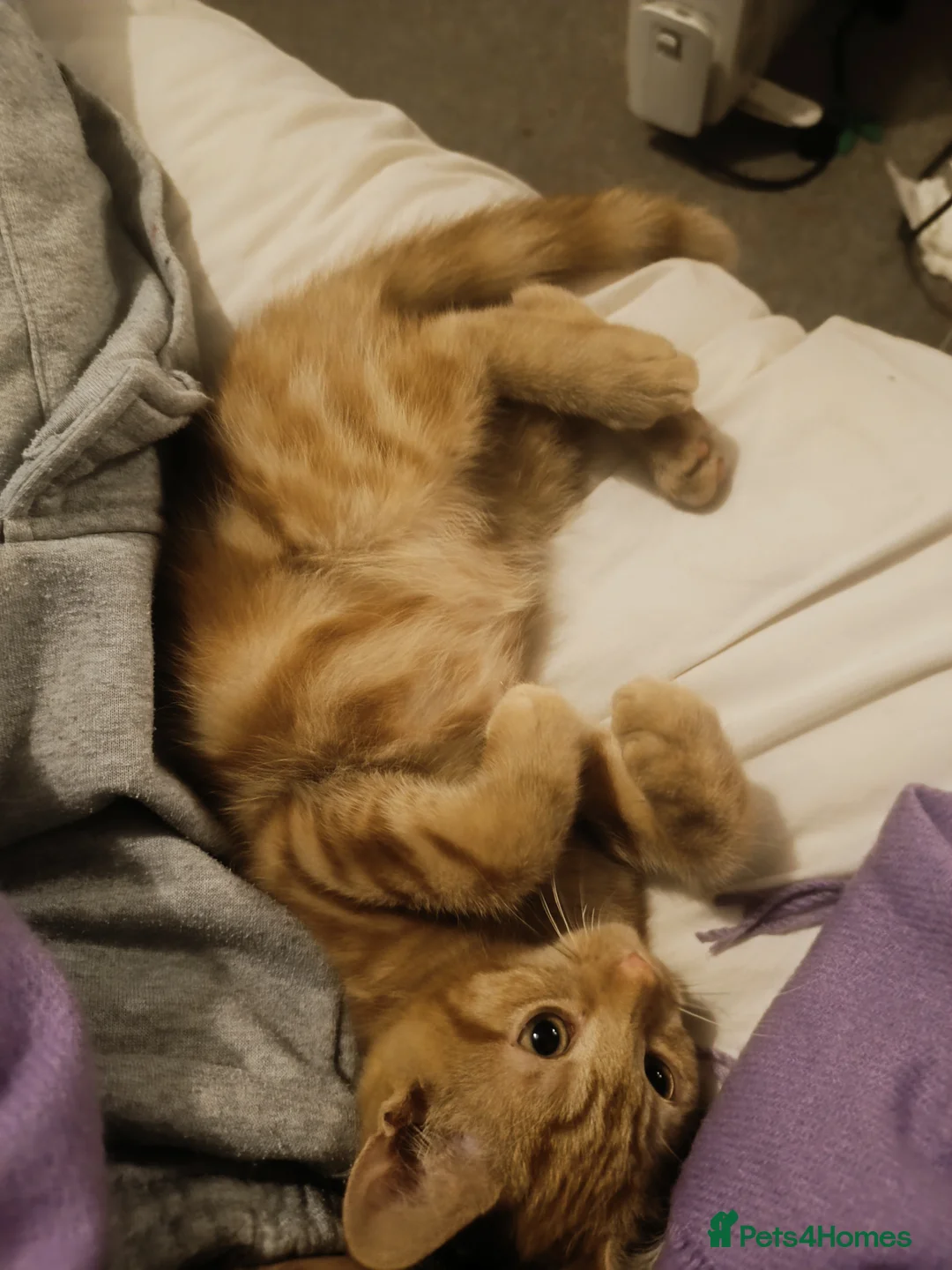 Ragdoll cats for sale: Only ginger male available  - Advert 1