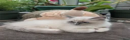 Ragdoll cats for sale: READY to go: 2 Purebred Ragdoll Kittens  - Advert 14