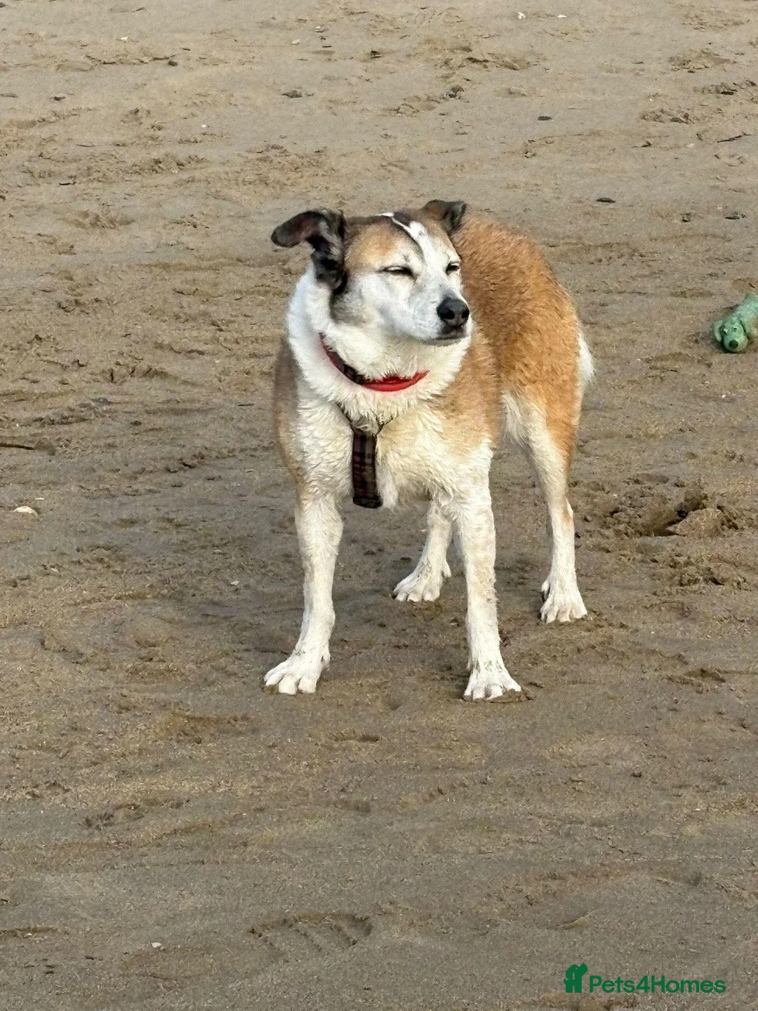 Mixed Breed dogs for adoption: 🐾 ROMA ❤️ SPECIAL GIRL SEEKS SPECIAL HOME 🏡 - Advert 1