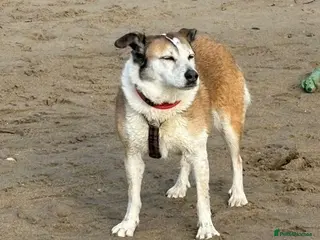 Mixed Breed dogs 🐾 ROMA ❤️ SPECIAL GIRL SEEKS SPECIAL HOME 🏡 - Advert 1