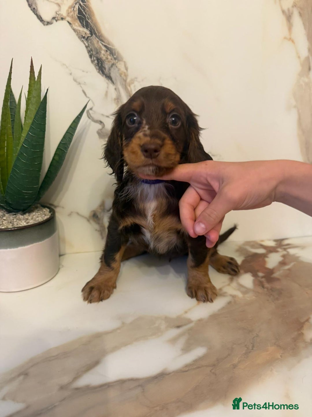 Cocker Spaniel dogs for sale: ⭐️chocolate cocker spaniel pups⭐️  - Image 10