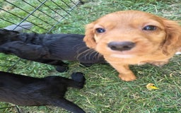 Cocker Spaniel dogs for sale: Working cocker spaniel pups - Image 11
