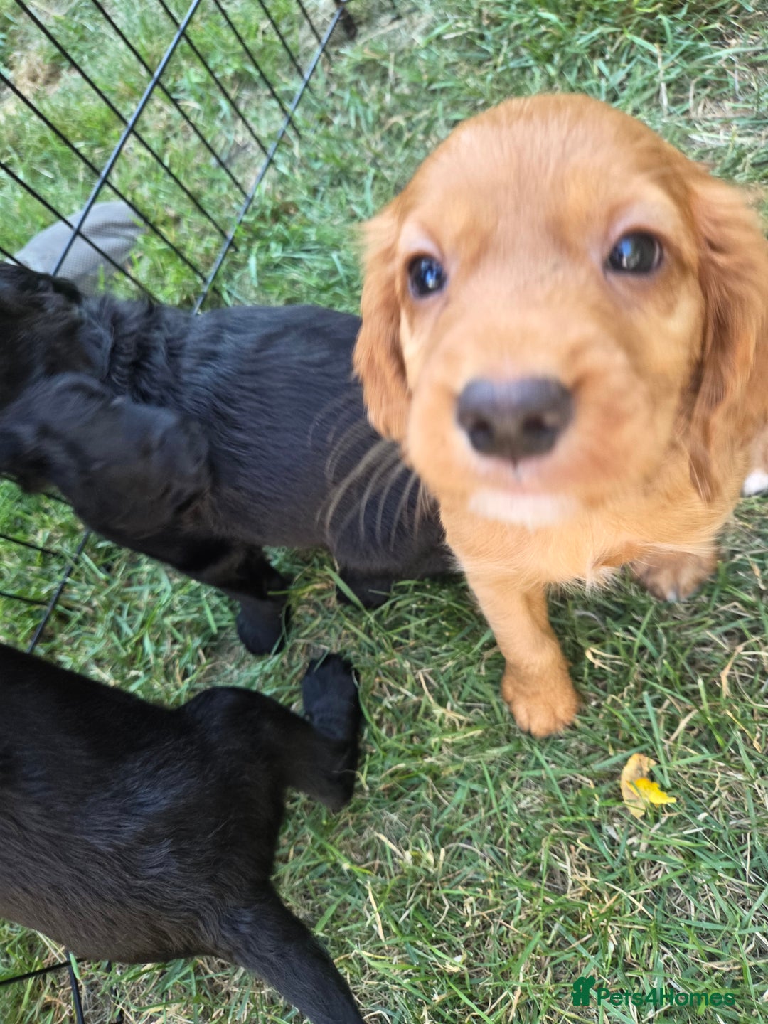 Cocker Spaniel dogs for sale: Working cocker spaniel pups - Image 11