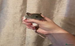 Rat rodents for sale: Baby rats looking for 5*homes only  - Advert 8