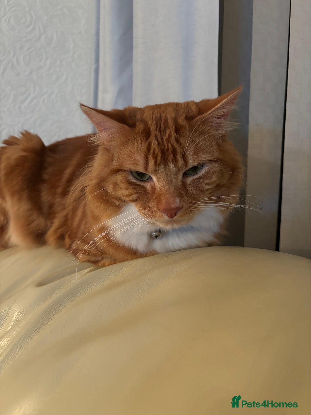 Domestic Shorthair cats for sale: Ginger male cat - Advert 3