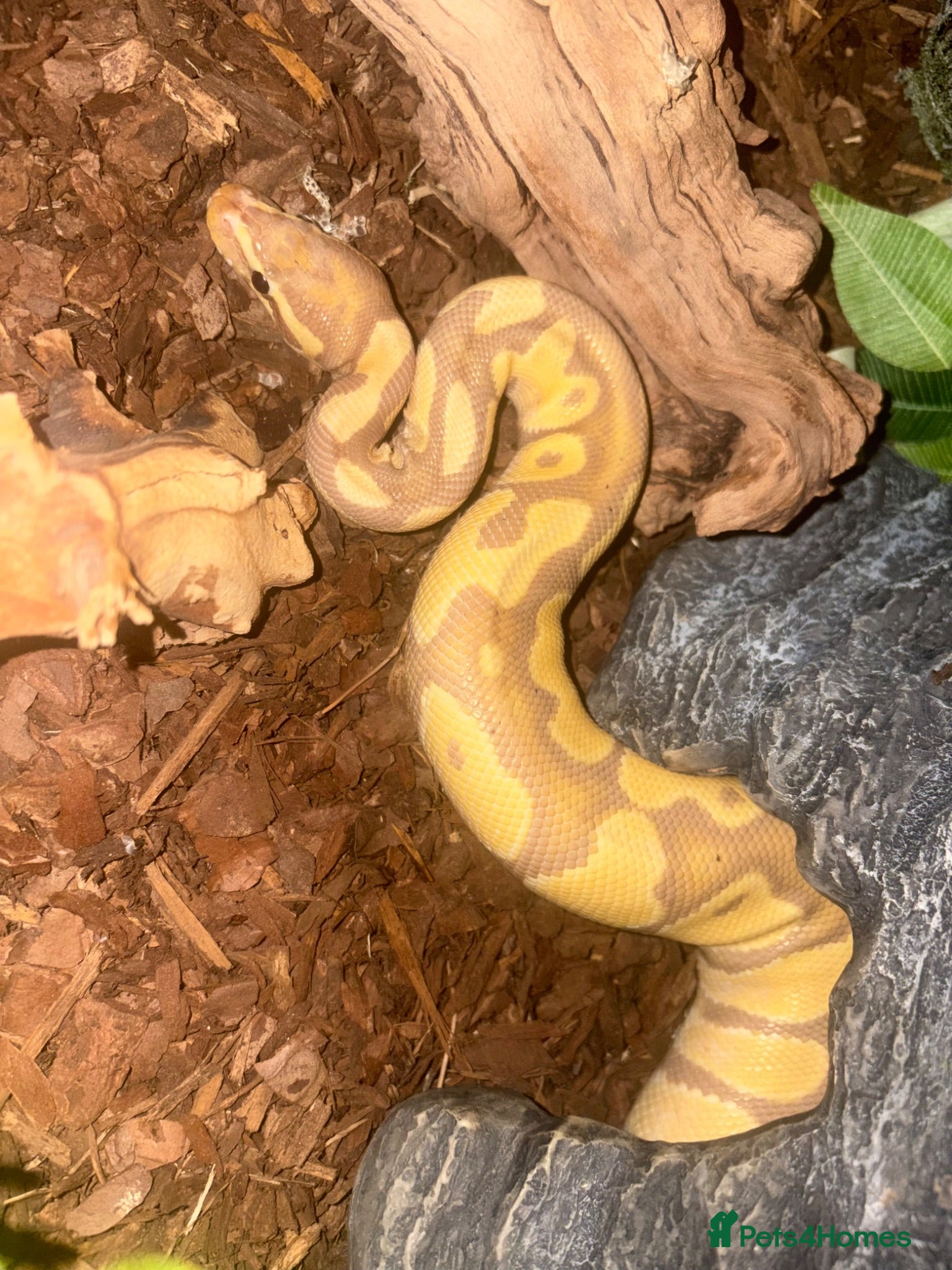 Python Snake reptiles Ball Python for exceptional home (Viv incl.) - Advert 2
