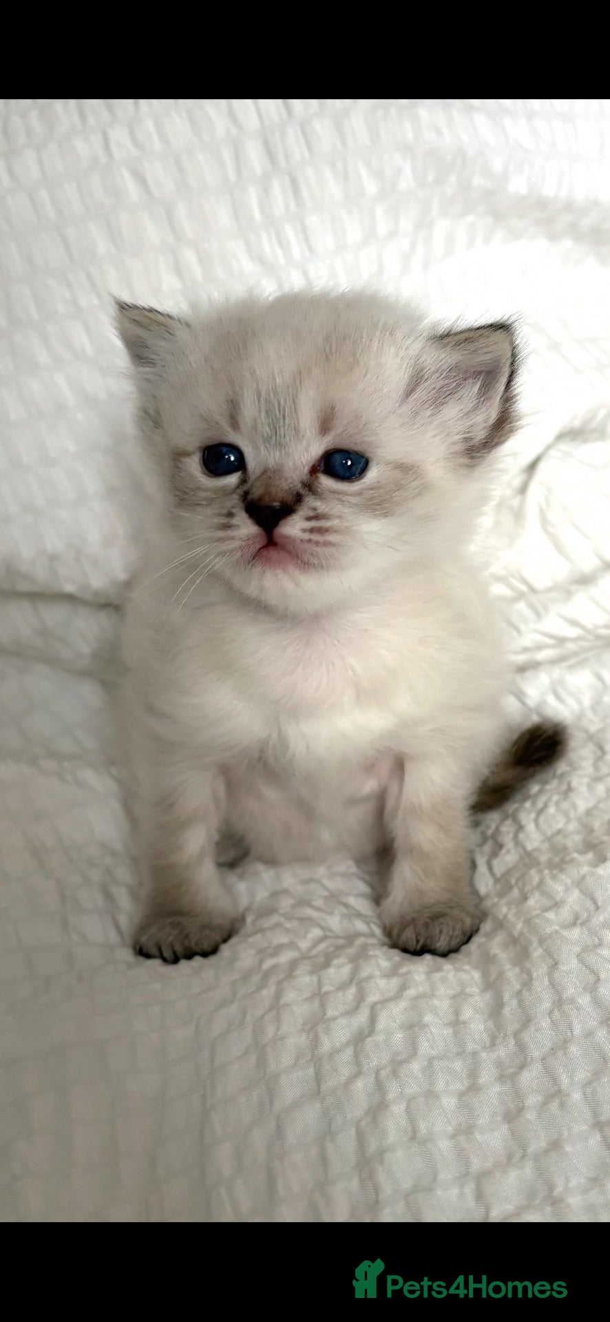 Ragdoll cats Stunning GCCF Babies - Advert 15