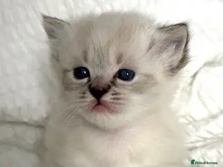 Ragdoll cats Stunning GCCF Babies - Advert 15