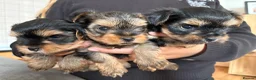 Yorkshire Terrier dogs for sale: Three stunning Yorkshire terrier puppies  - Advert 4