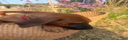 Rhodesian Ridgeback dogs for sale: Meet ‘Wonder’ Stevie Wonder  - Advert 10