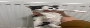 Mixed Breed Kitten 3