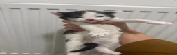 Mixed Breed cats for sale: Beautiful Black & White Kittens - Advert 4