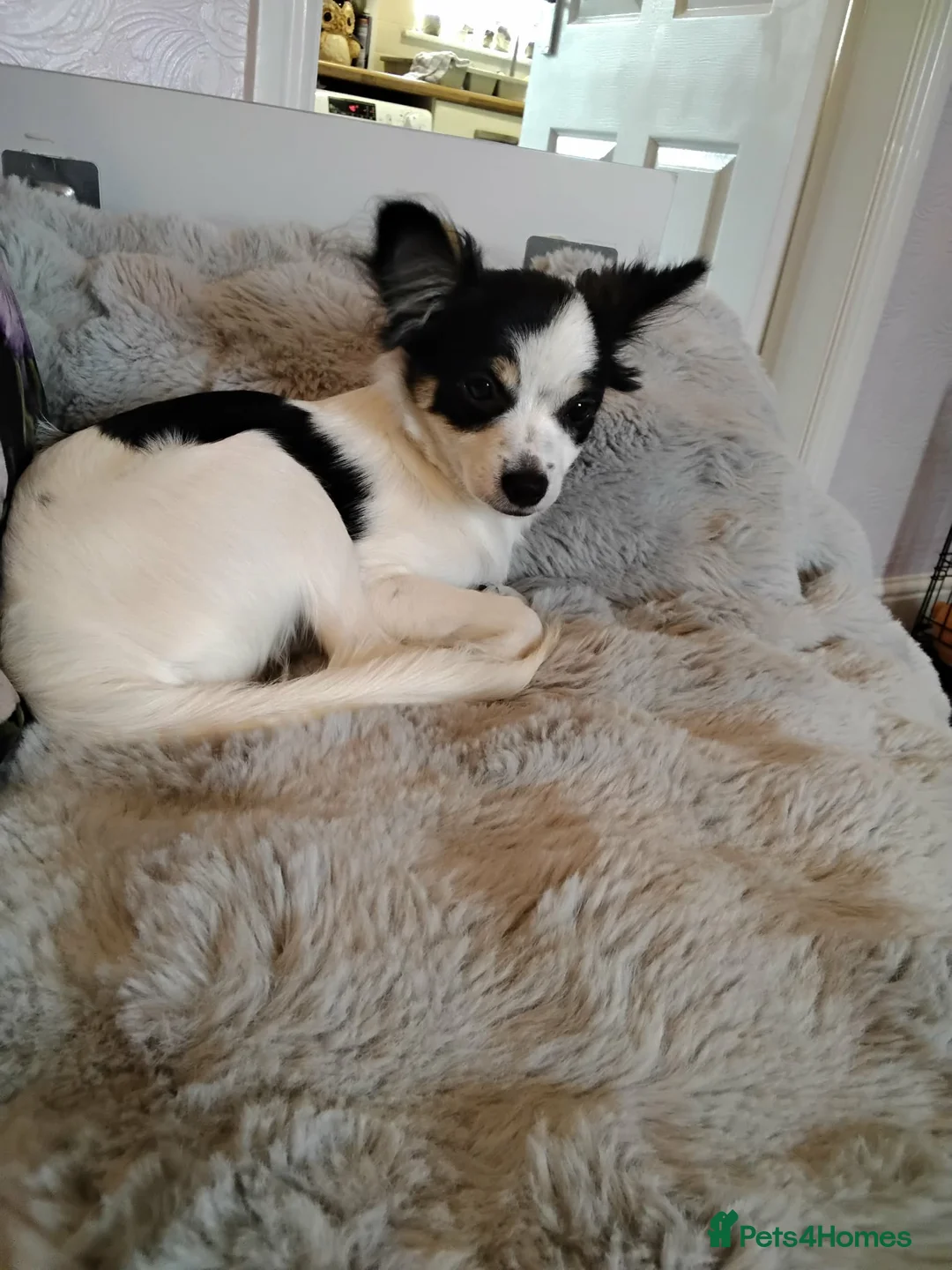 Mixed Breed dogs for sale: Beautiful girl chihuahua x - Advert 1