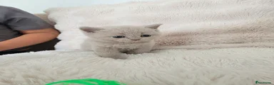 Rosie