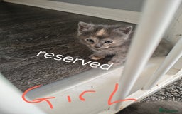 Mixed Breed cats for sale: 5 adrobale kittens  - Image 7