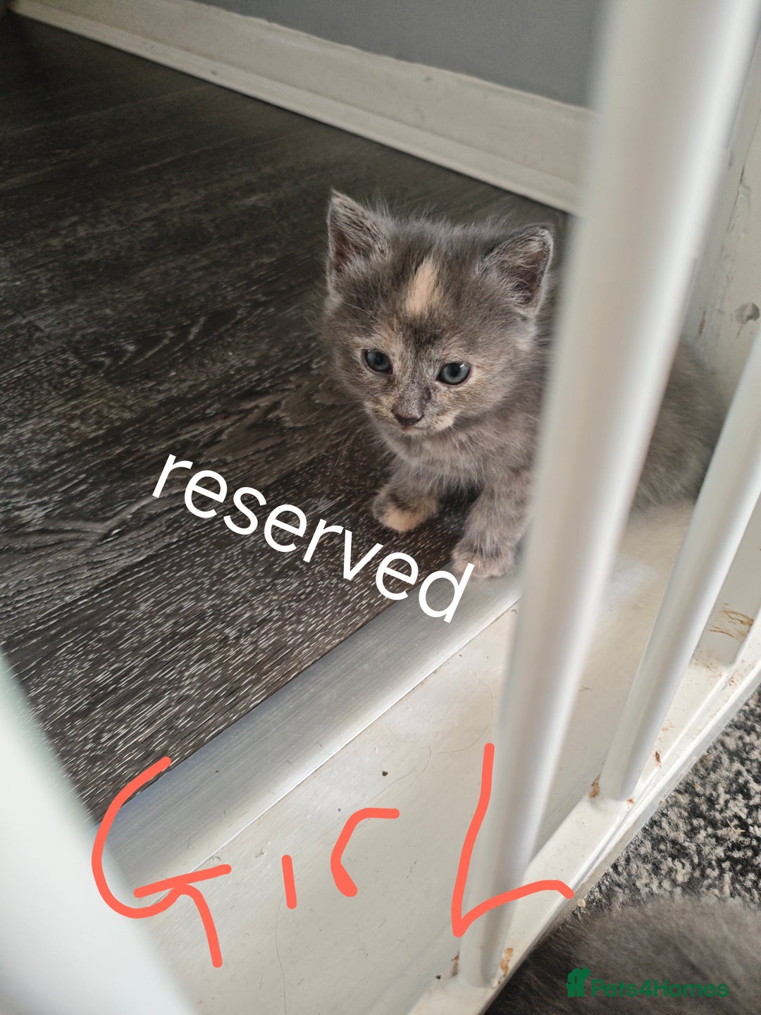 Mixed Breed cats for sale: 5 adrobale kittens  - Image 7