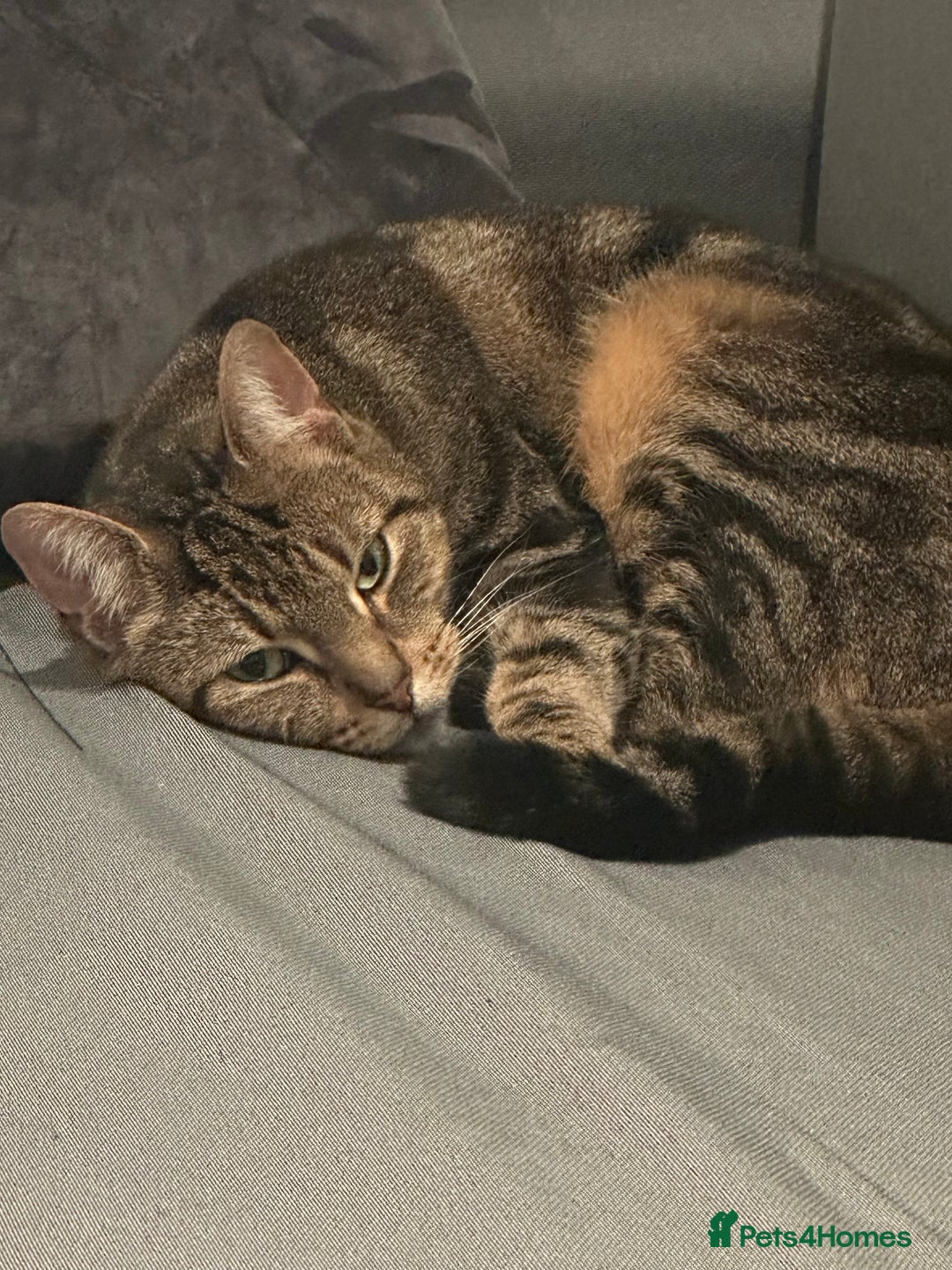 Mixed Breed cats for sale: tabby  - Advert 2