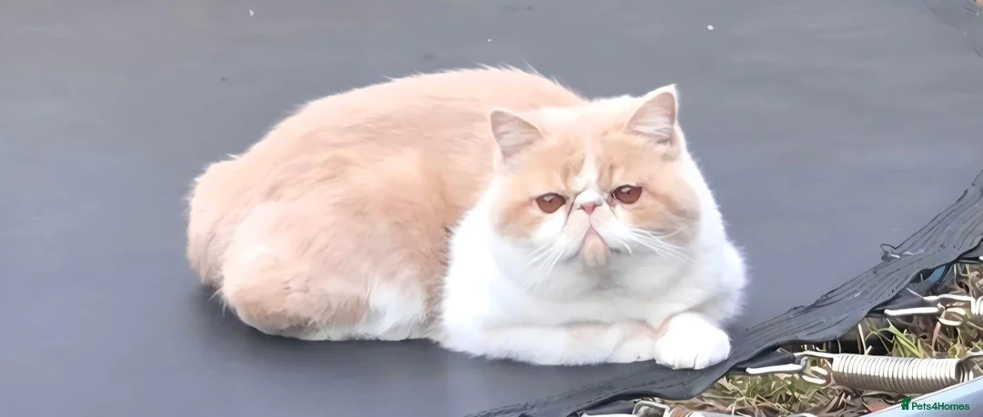 Exotic cats for sale: Gorgeous GCCF Registered Exotic Shorthair Male - Advert 2