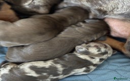 Miniature Dachshund dogs for sale: Miniature dachshund  - Image 5