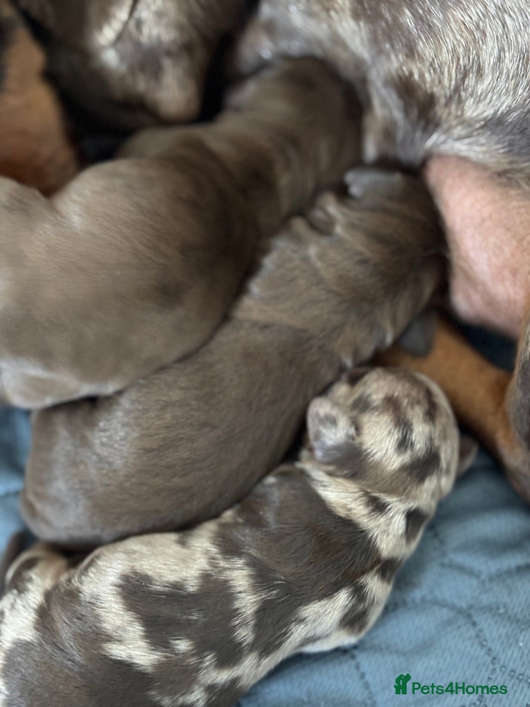 Miniature Dachshund dogs for sale: Miniature dachshund  - Image 5