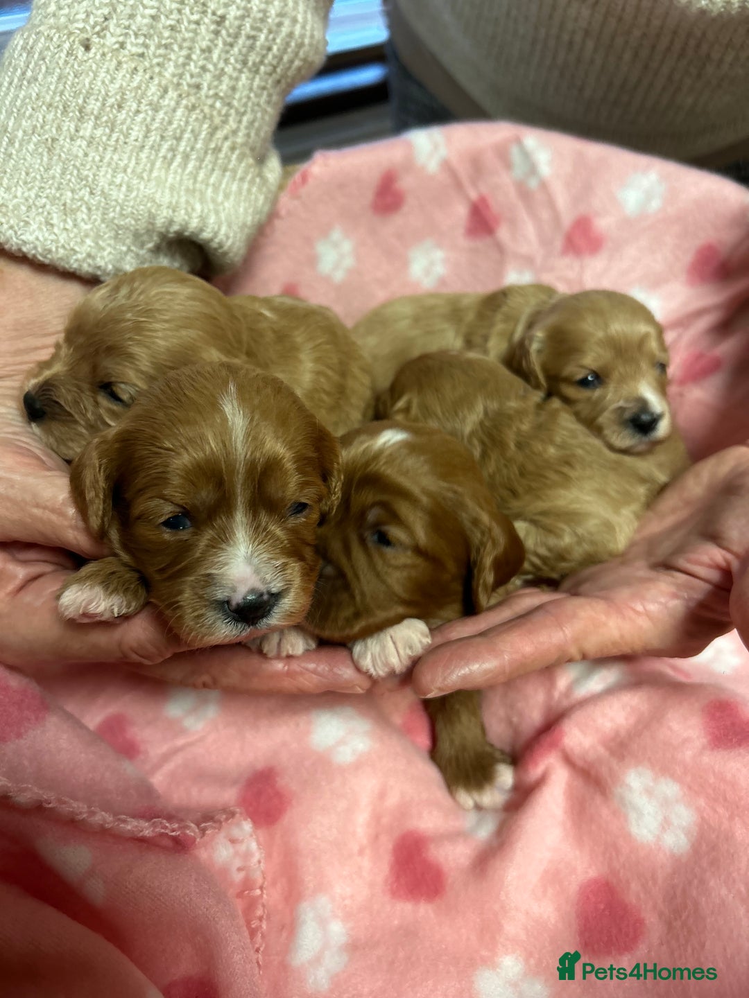 Cavapoo dogs for sale: Stunning litter of F1 cavapoo puppies,DWKC reg  - Advert 8