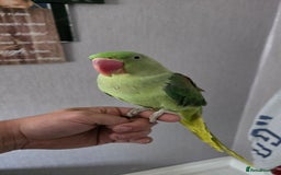 Parrots birds for sale: Alexandrine parrot looking for new home  - Image 4