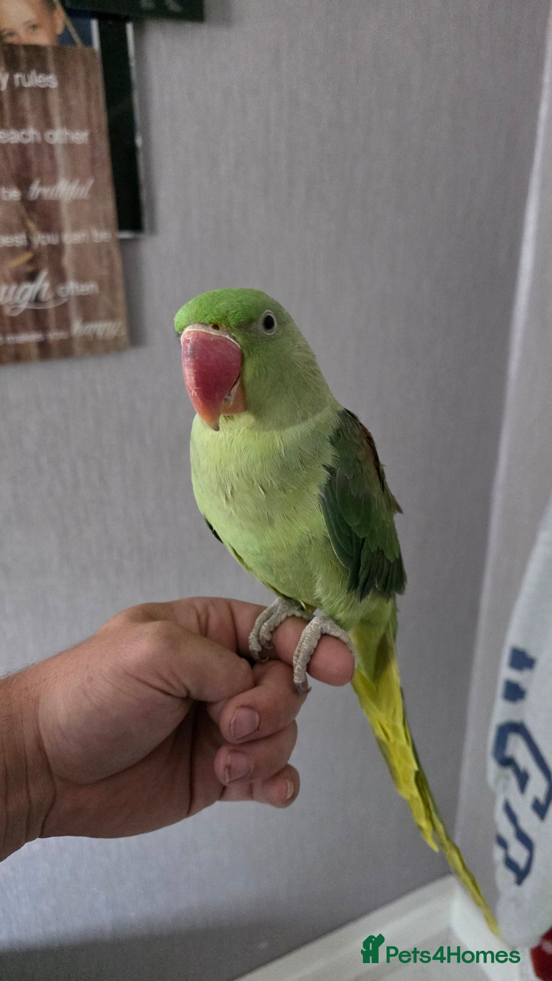 Parrots birds for sale: Alexandrine parrot looking for new home  - Image 4