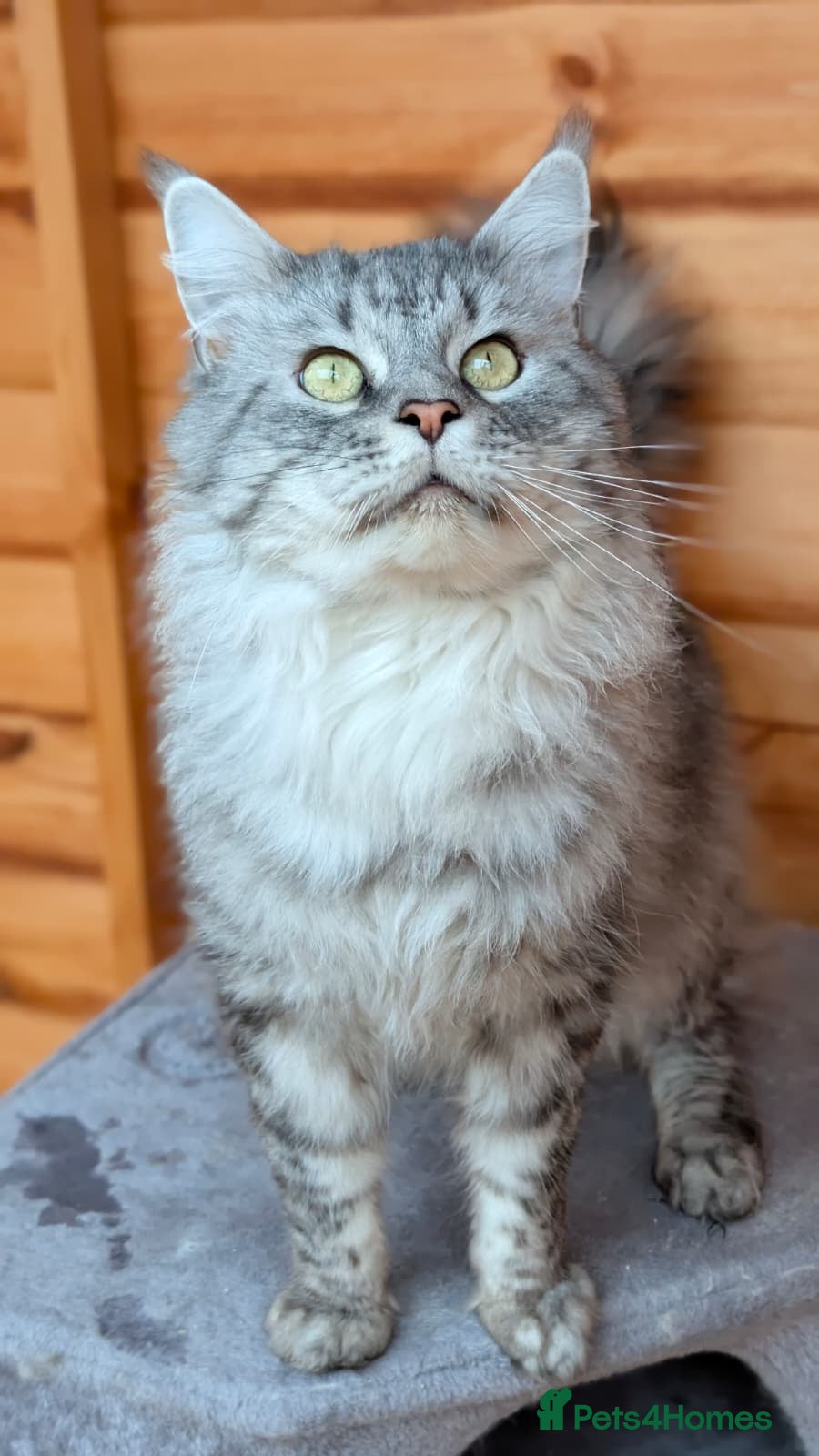 Maine Coon cats Maine Coon cat Stud services only - Advert 12